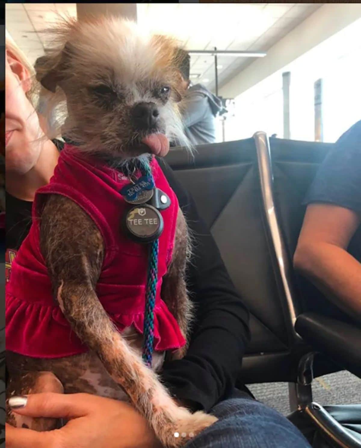 mostly hairless dog with some white and brown fur sitting on a chair wearing a red dress