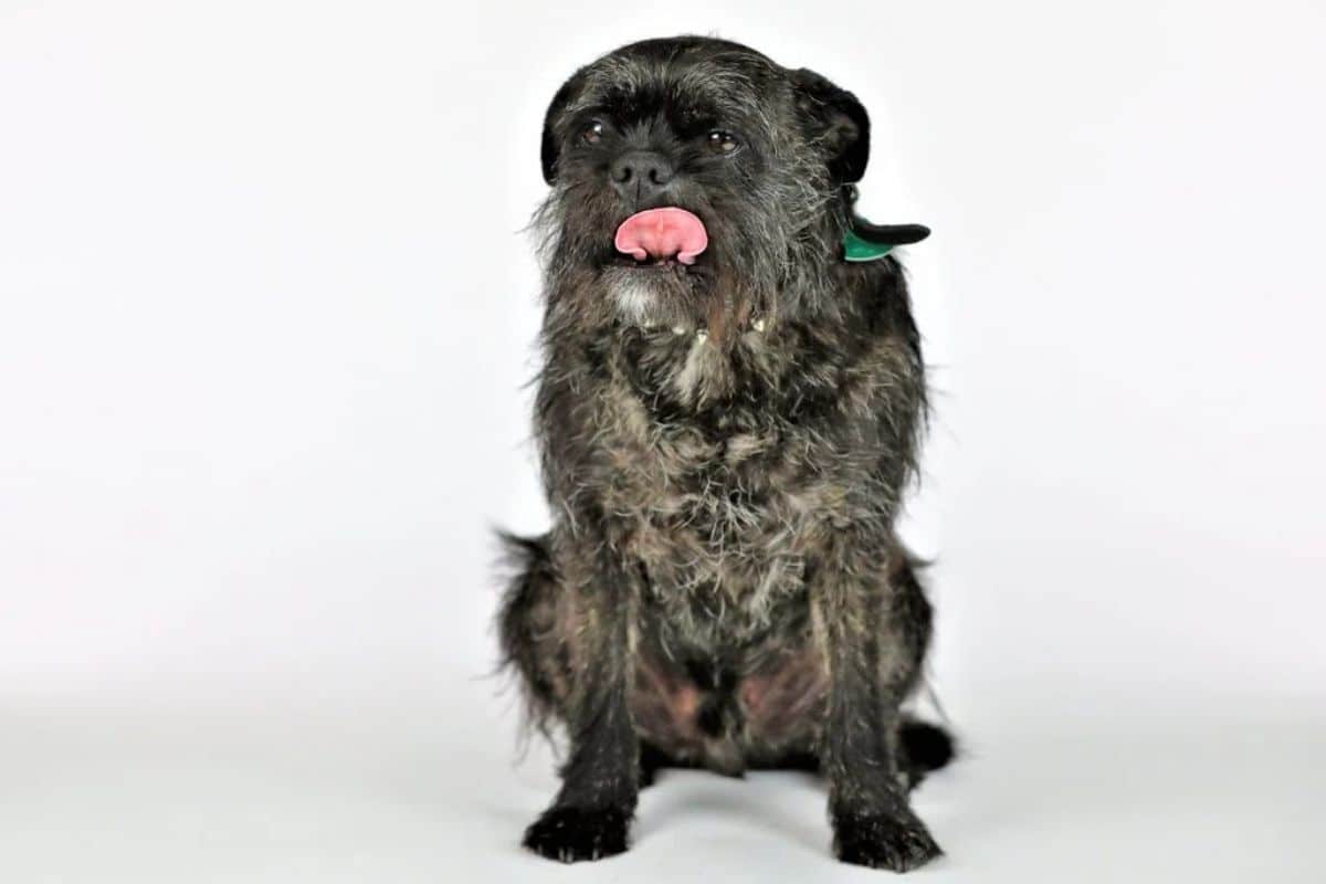 old black and white dog with the tongue sticking out