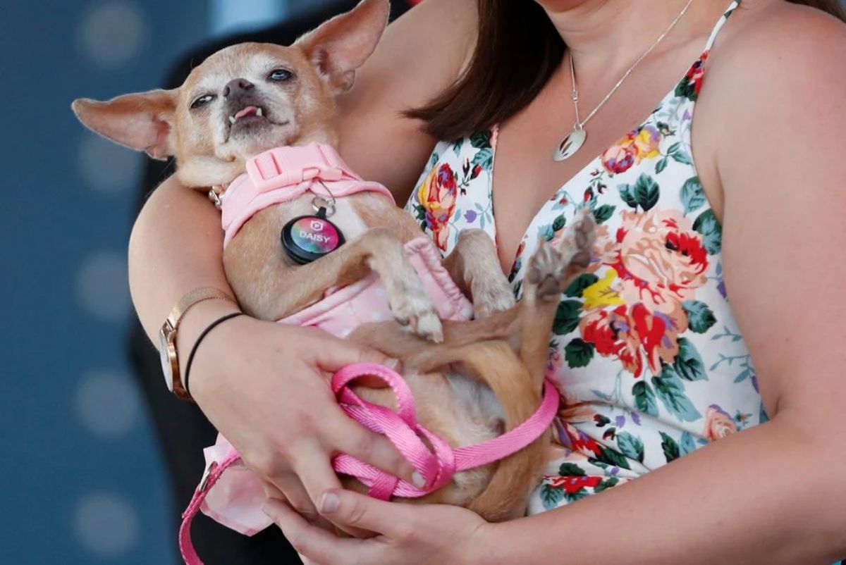 old brown and white chihuahua in a pink collar and harness being held like a baby by a woman