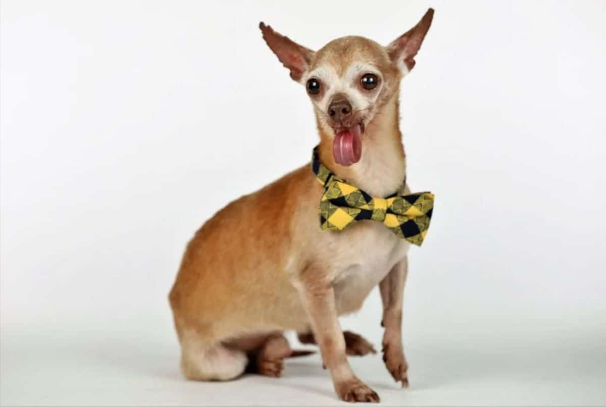 old brown and white chihuahua wearing a black and yellow plaid bowtie