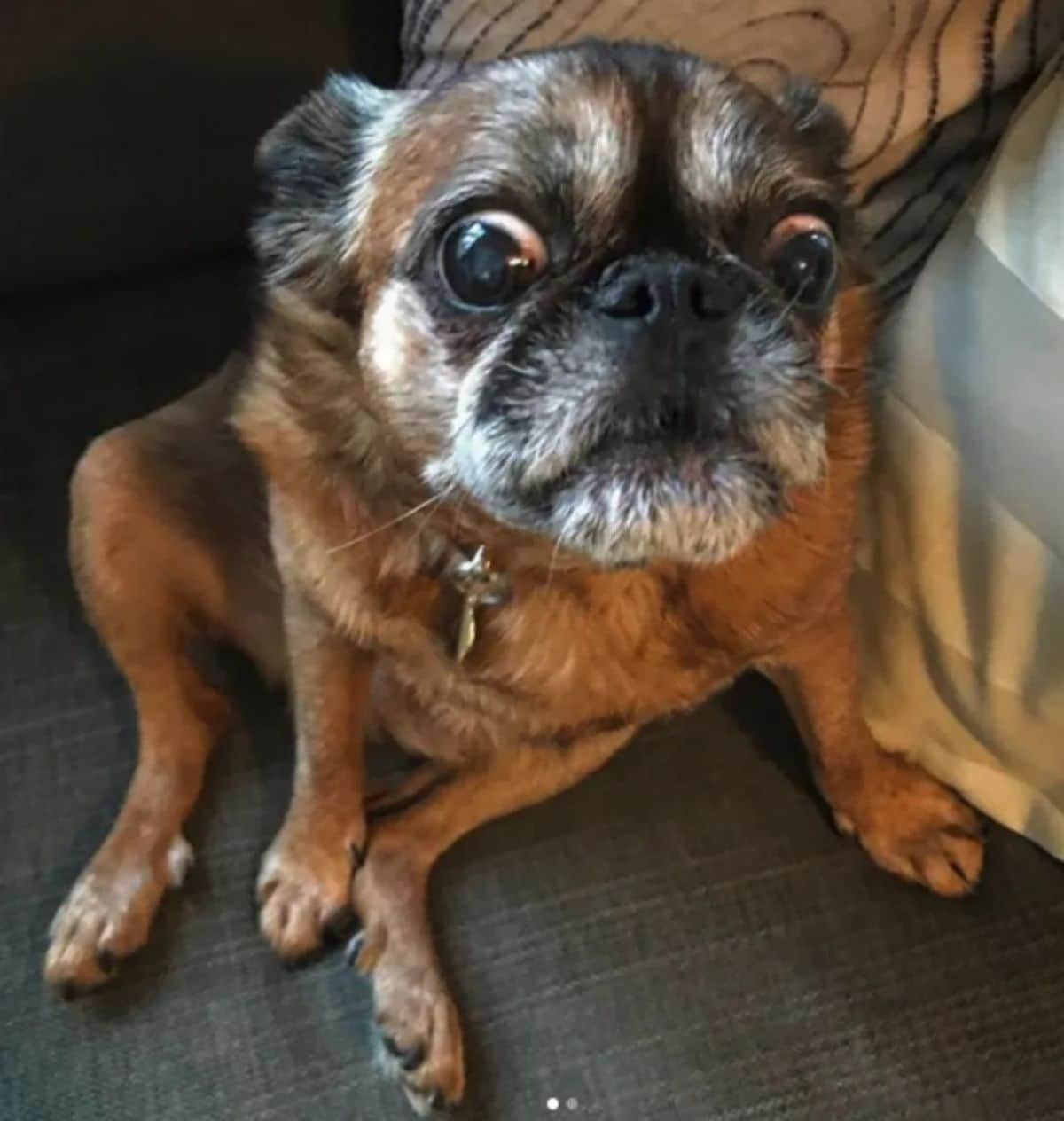 old brown pug with a white and black face