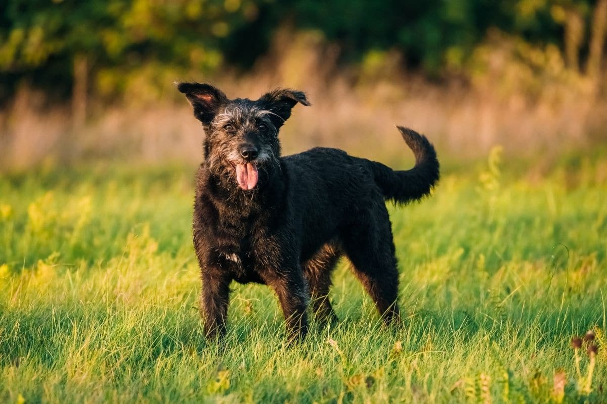 Older black dog standing on green grass