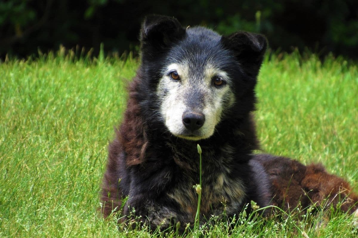 Older black dog sitting in grass