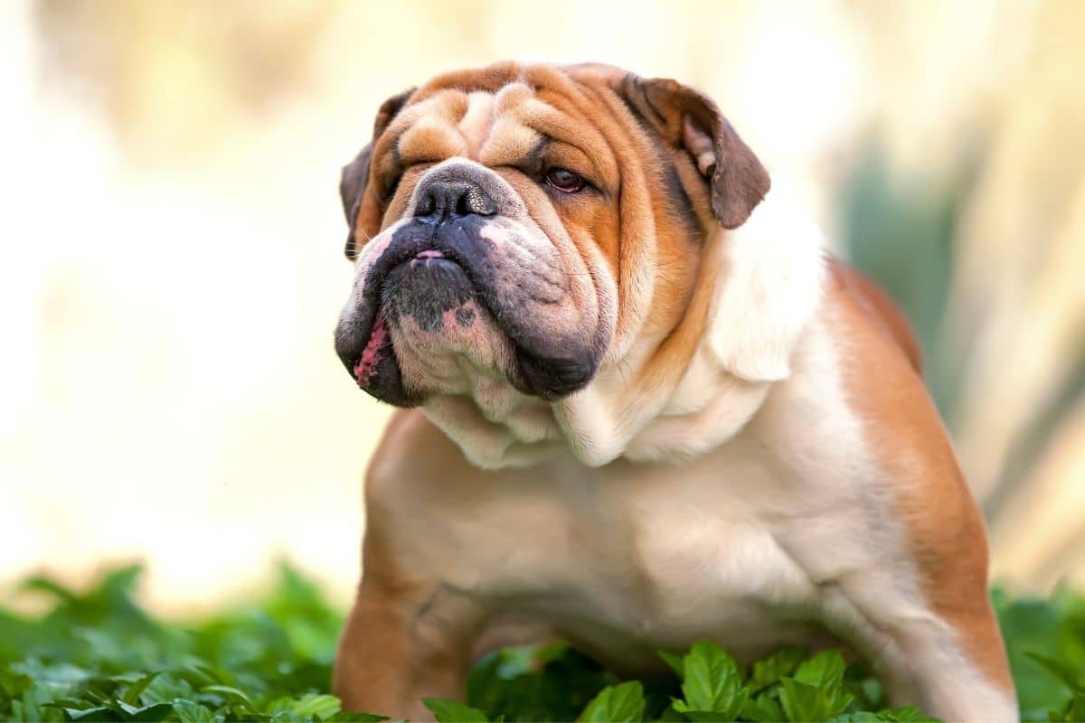 Grumpy looking english bulldog standing on green plants