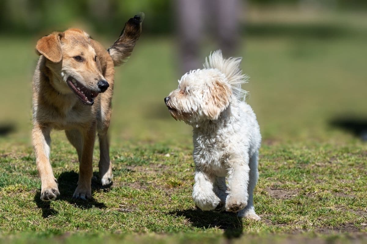 Older looking white and ligh-brown dogs running on grass