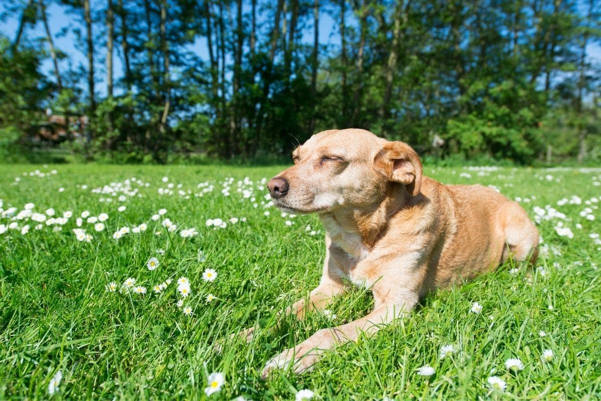 Older ligh-brown dog lying on meadow