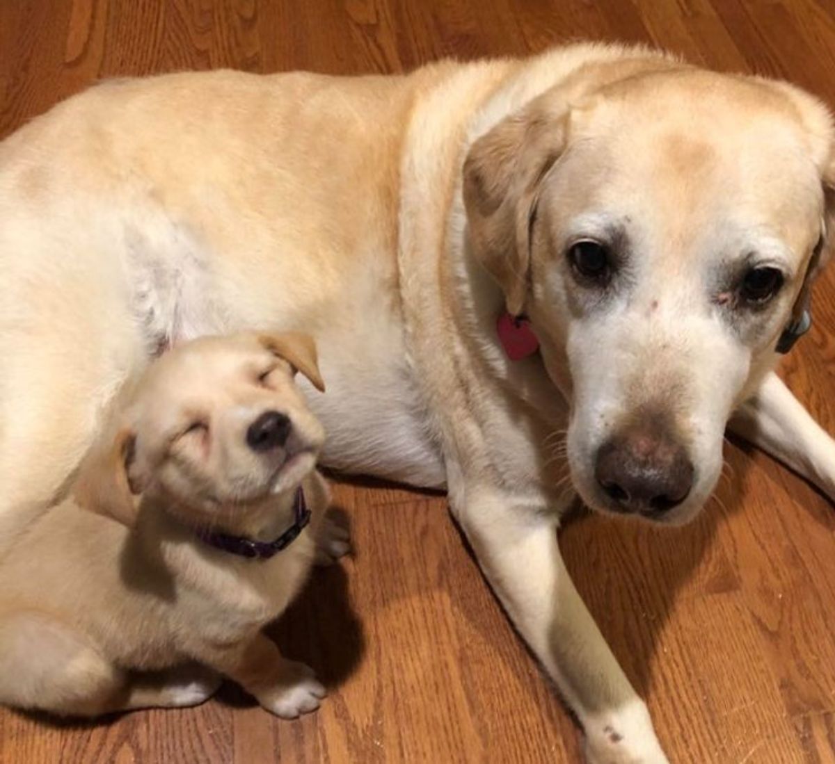old golden retriever laying on the floor with a golden retriever puppy sitting by it