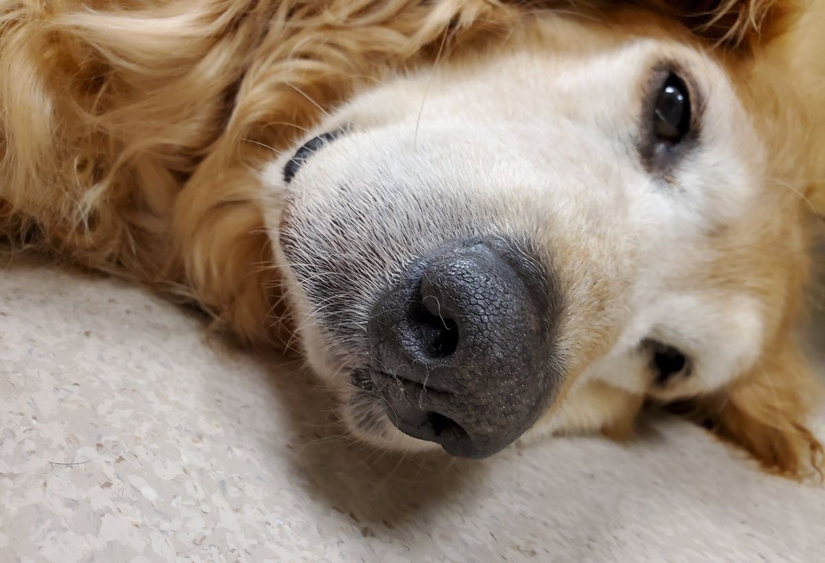 old golden retriever laying on the floor