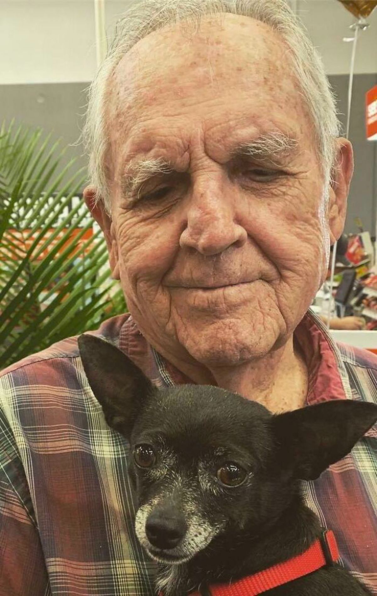 old man holding an old black chihuahua