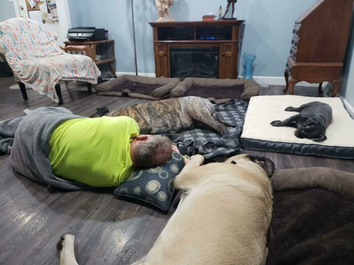 old man sleeping on the floor with a large brown dog, a large brown and black dog and a small black dog