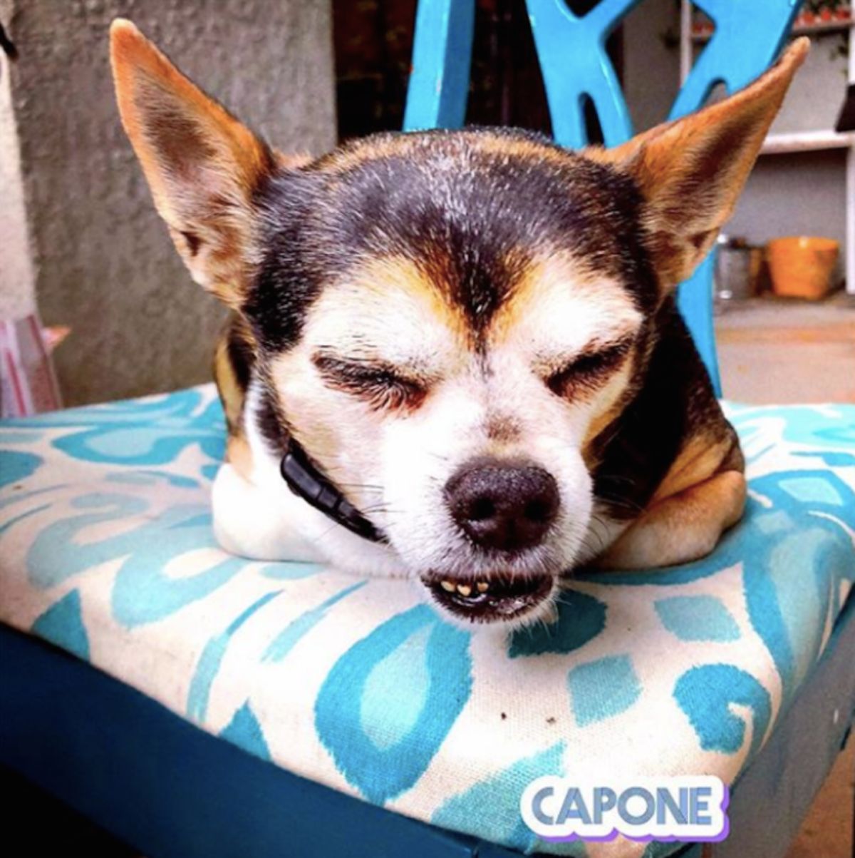 old white black and brown dog with eyes closed laying on a blue and white cushion