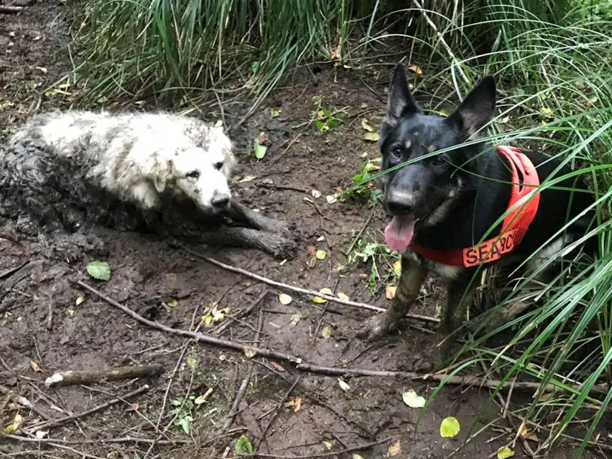 old white dog covered in black mud next to a black dog wearing an orange search dog vest
