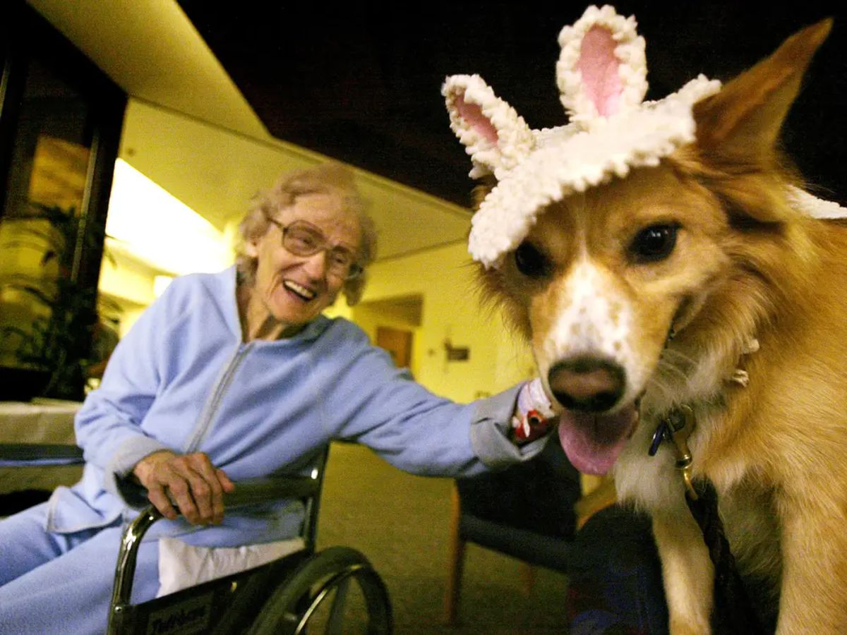 old woman in wheelchair petting a brown and white dog in a white and pink sheep costume