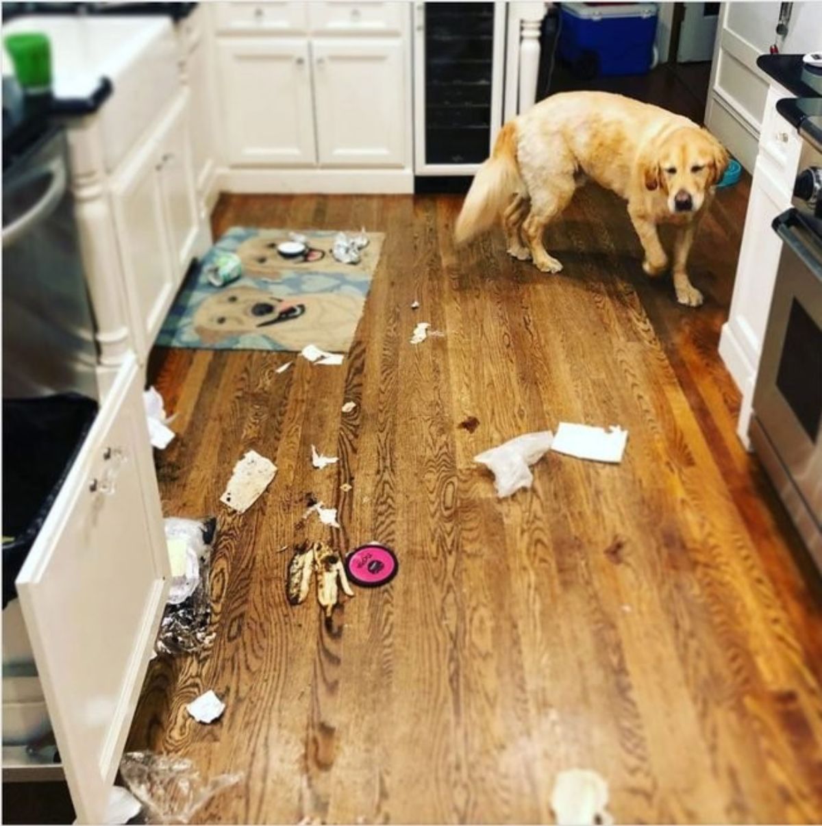 golden retriever in a kitchen with trash from the grabage strewn around the floor