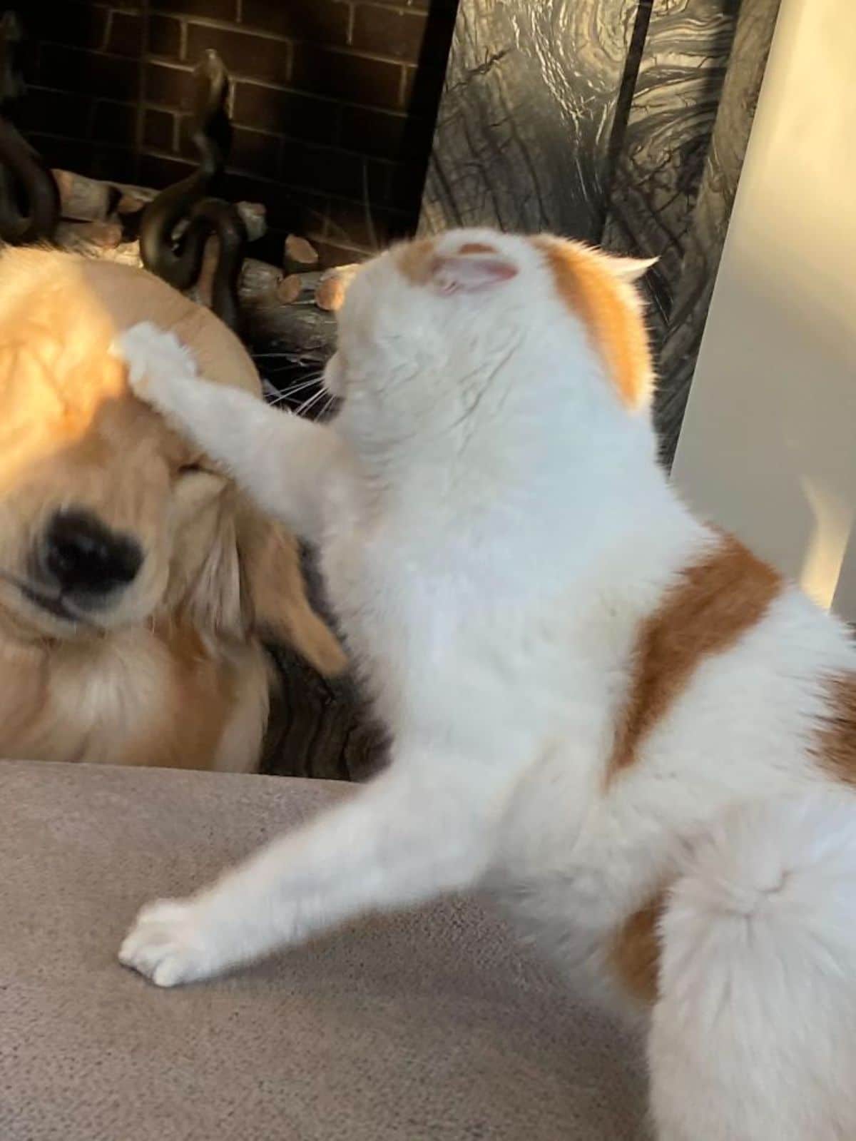 orange and white cat hitting a golden retriever in the face