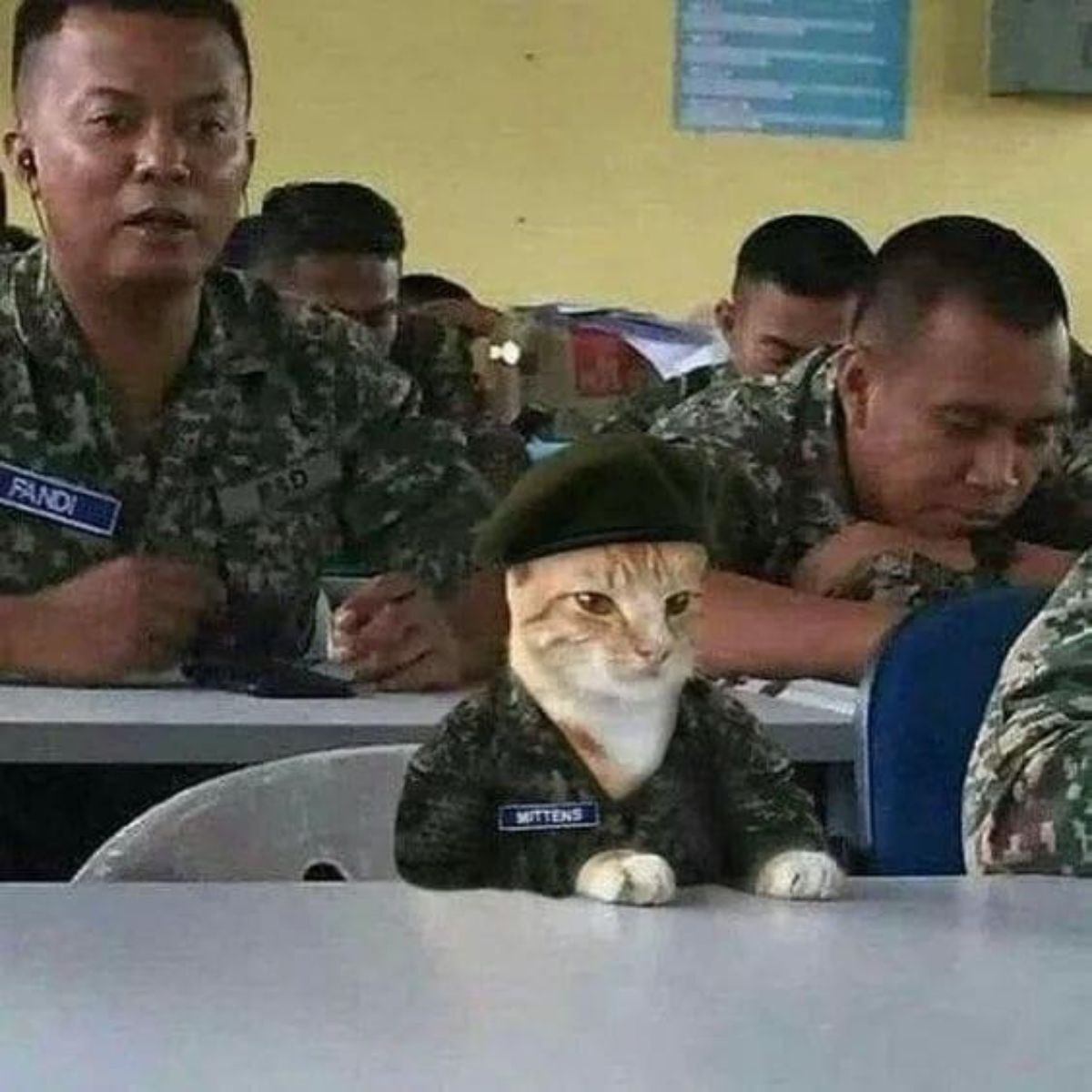 orange and white cat in military fatigues sitting on a chair at a table surrounded by soldiers sitting at tables