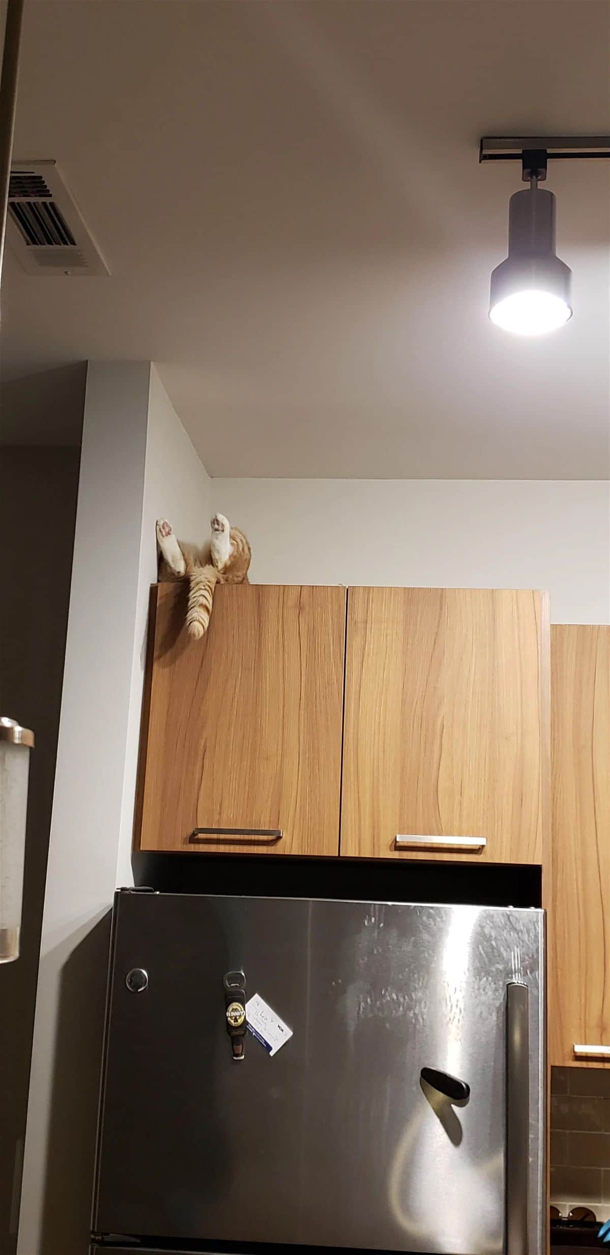 orange and white cat laying belly up on a wooden pantry cupboard