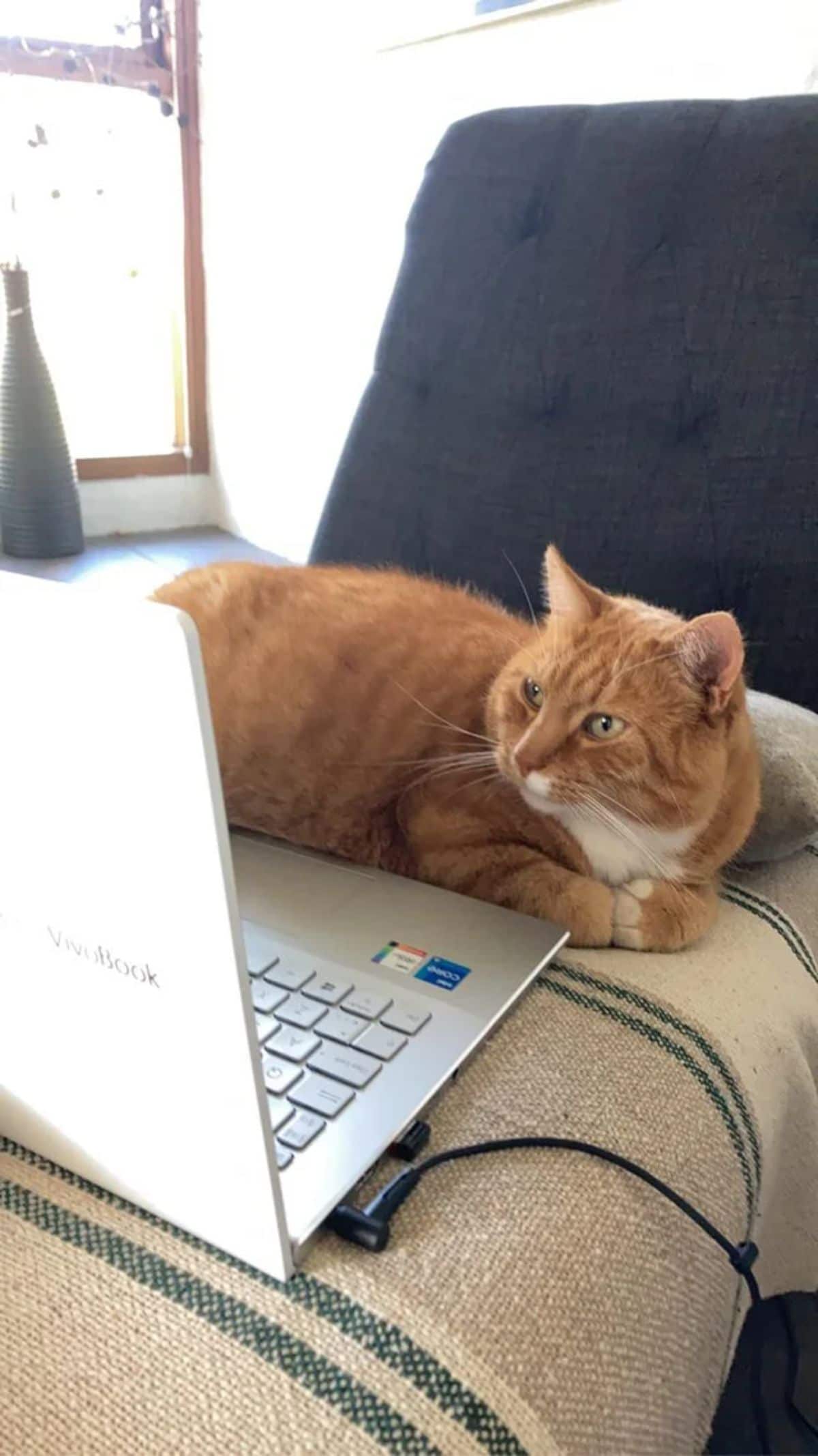 orange and white cat laying down in front of an open silver laptop