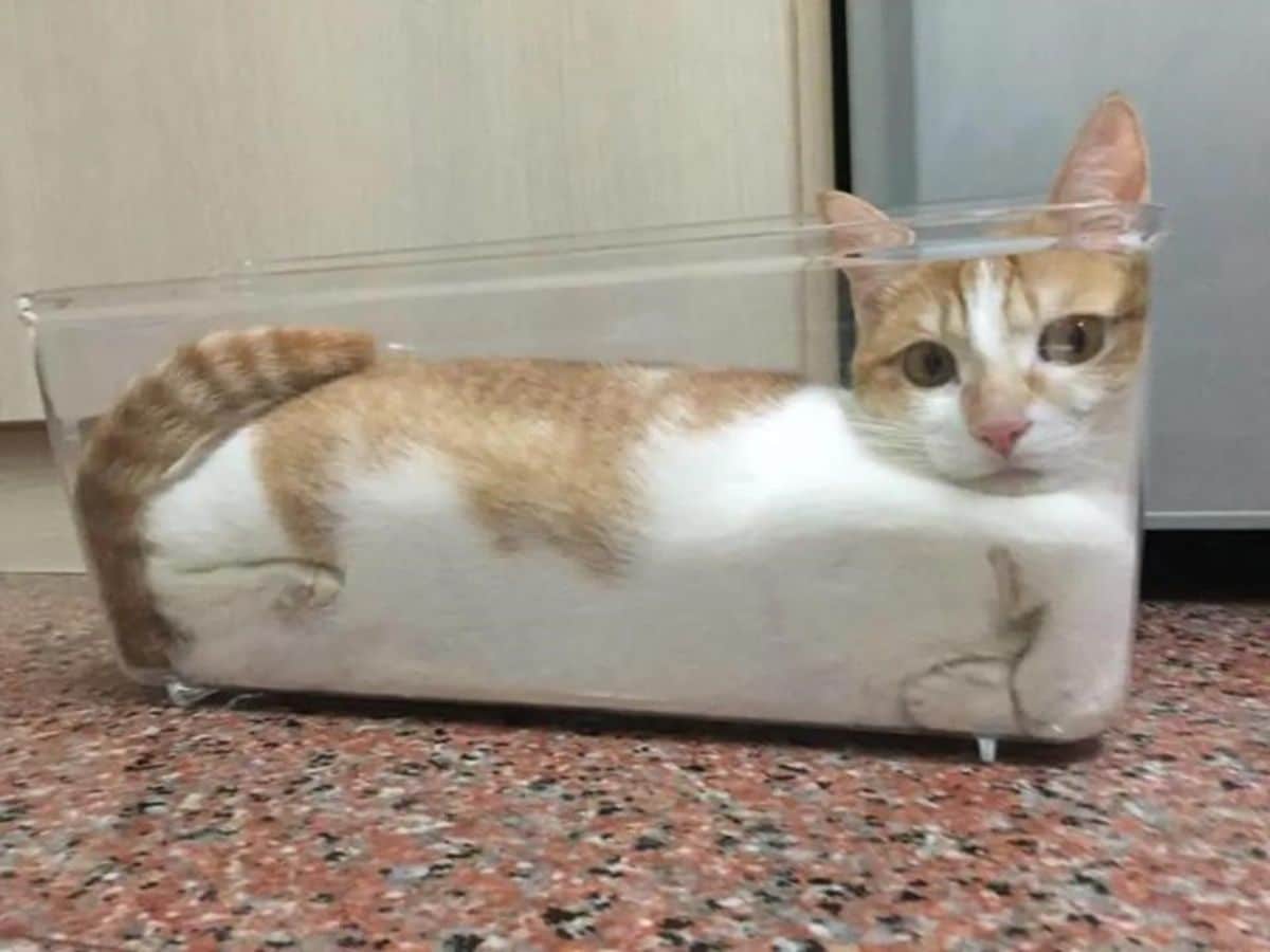 orange and white cat laying inside a rectangular glass container
