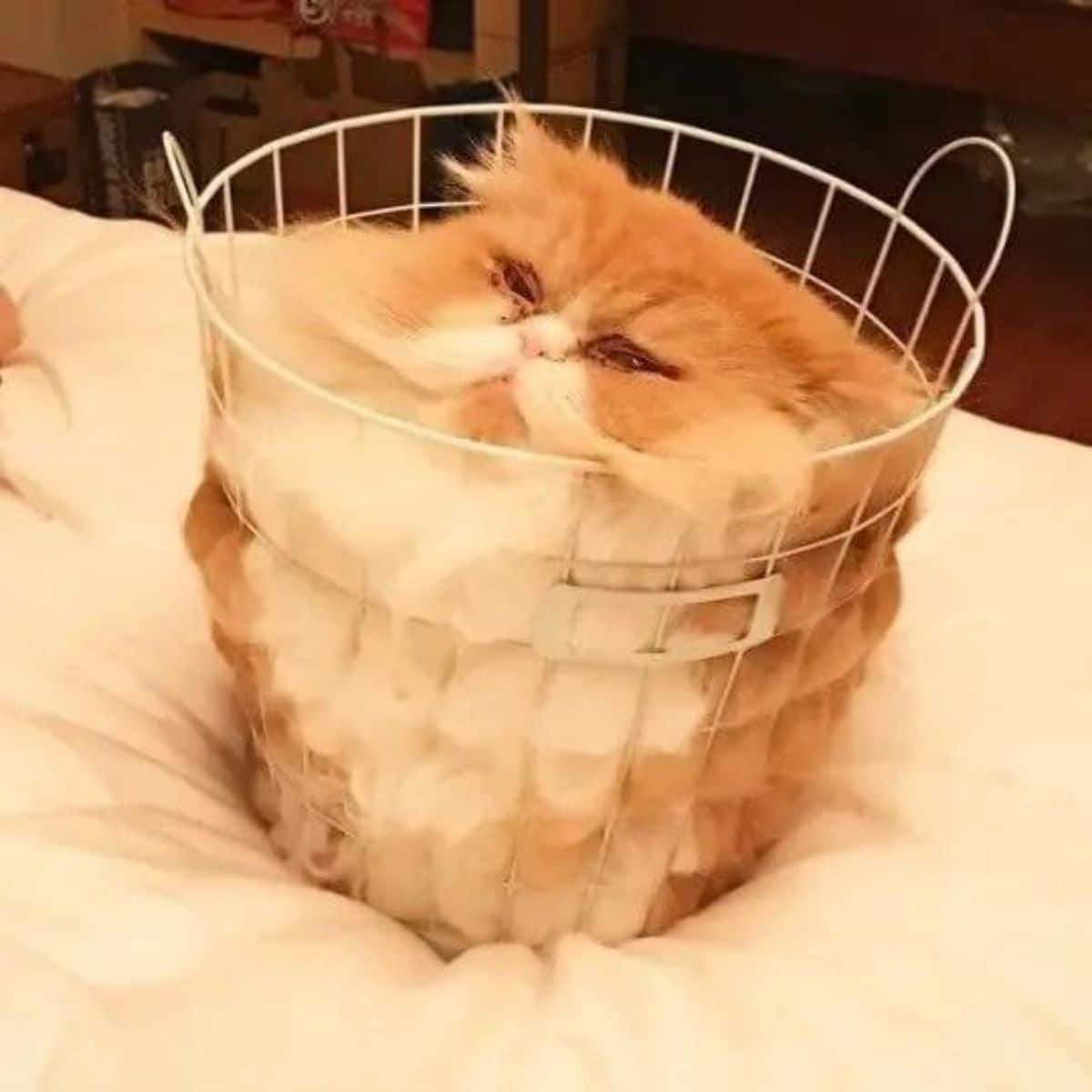 orange and white cat laying inside a white metal bucket with square holes