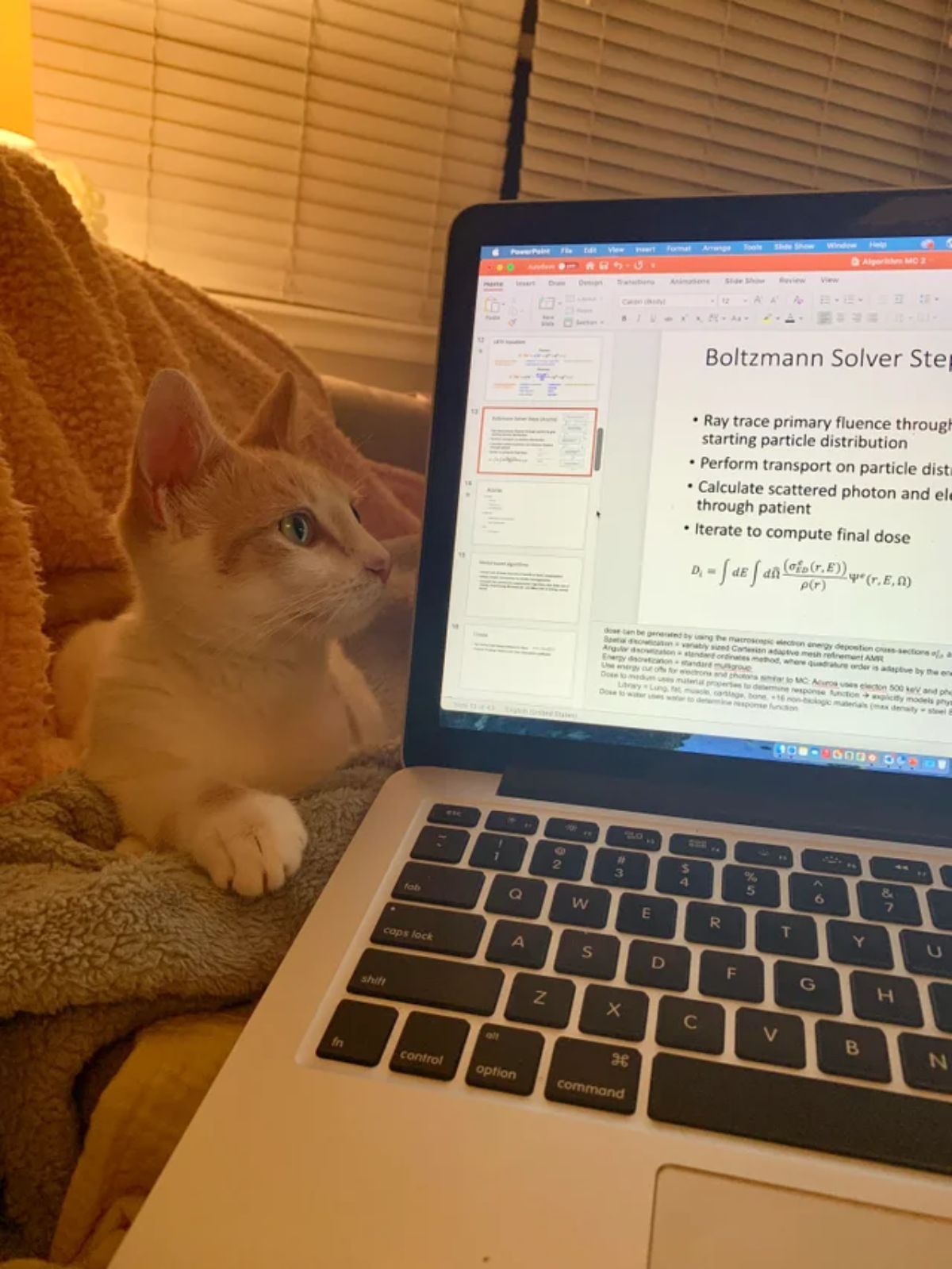 orange and white cat laying next to a laptop with scientific equations on it