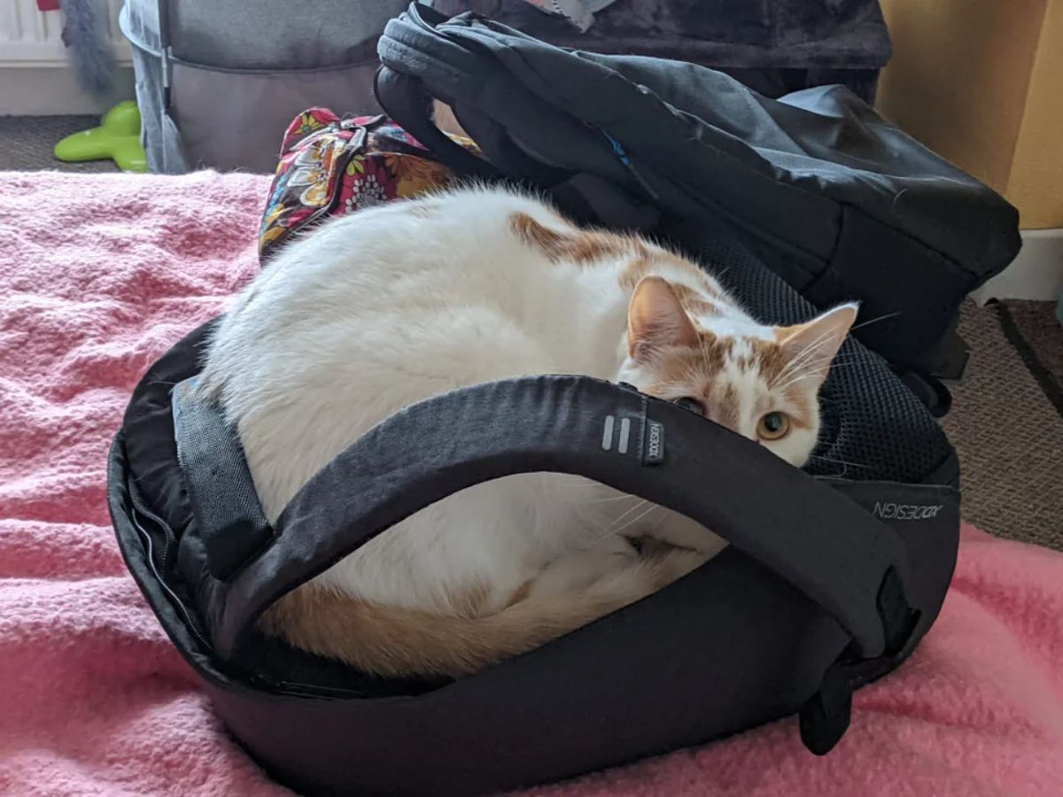 orange and white cat laying on a black backpack on a pink bed with the face partially hidden the face behind the strap of the backpack