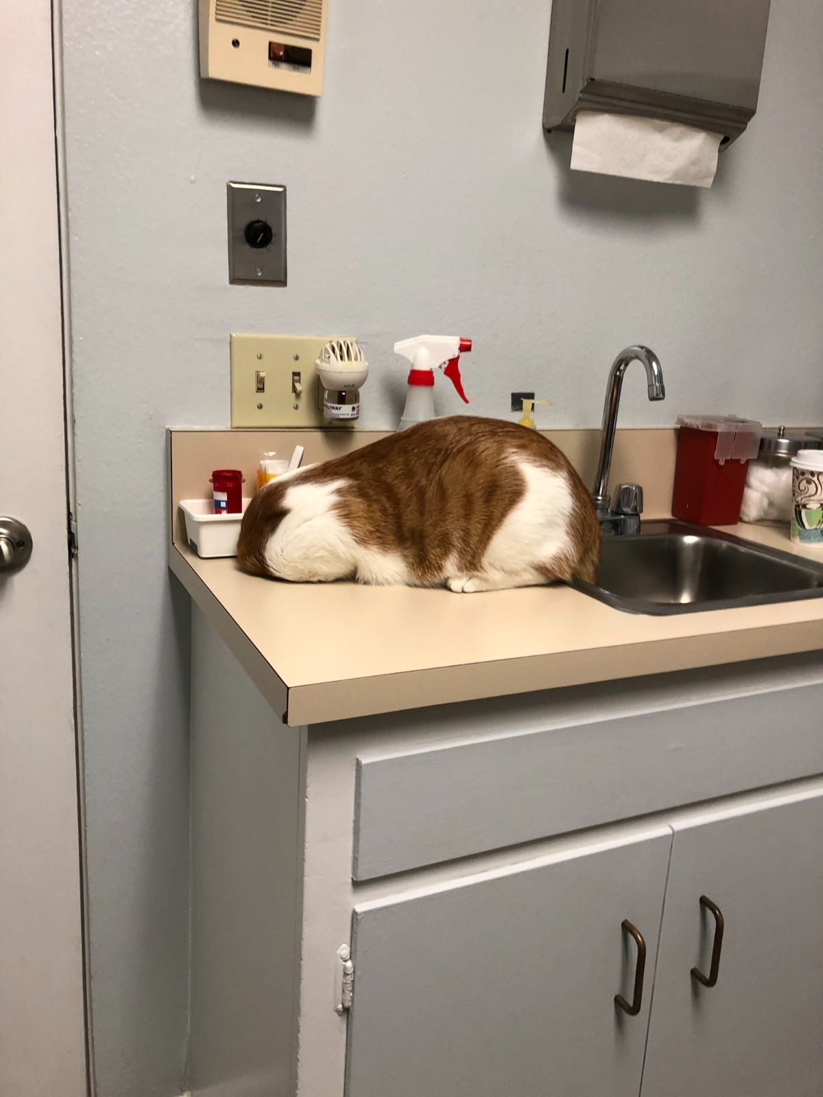 orange and white cat laying on a counter and sticking its head in a trash hole in the counter