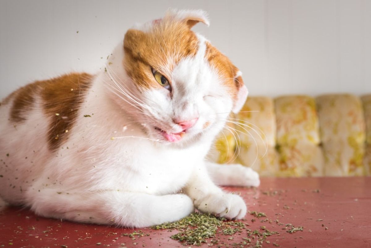 orange and white cat laying on catnip and caught mid-shake of its head