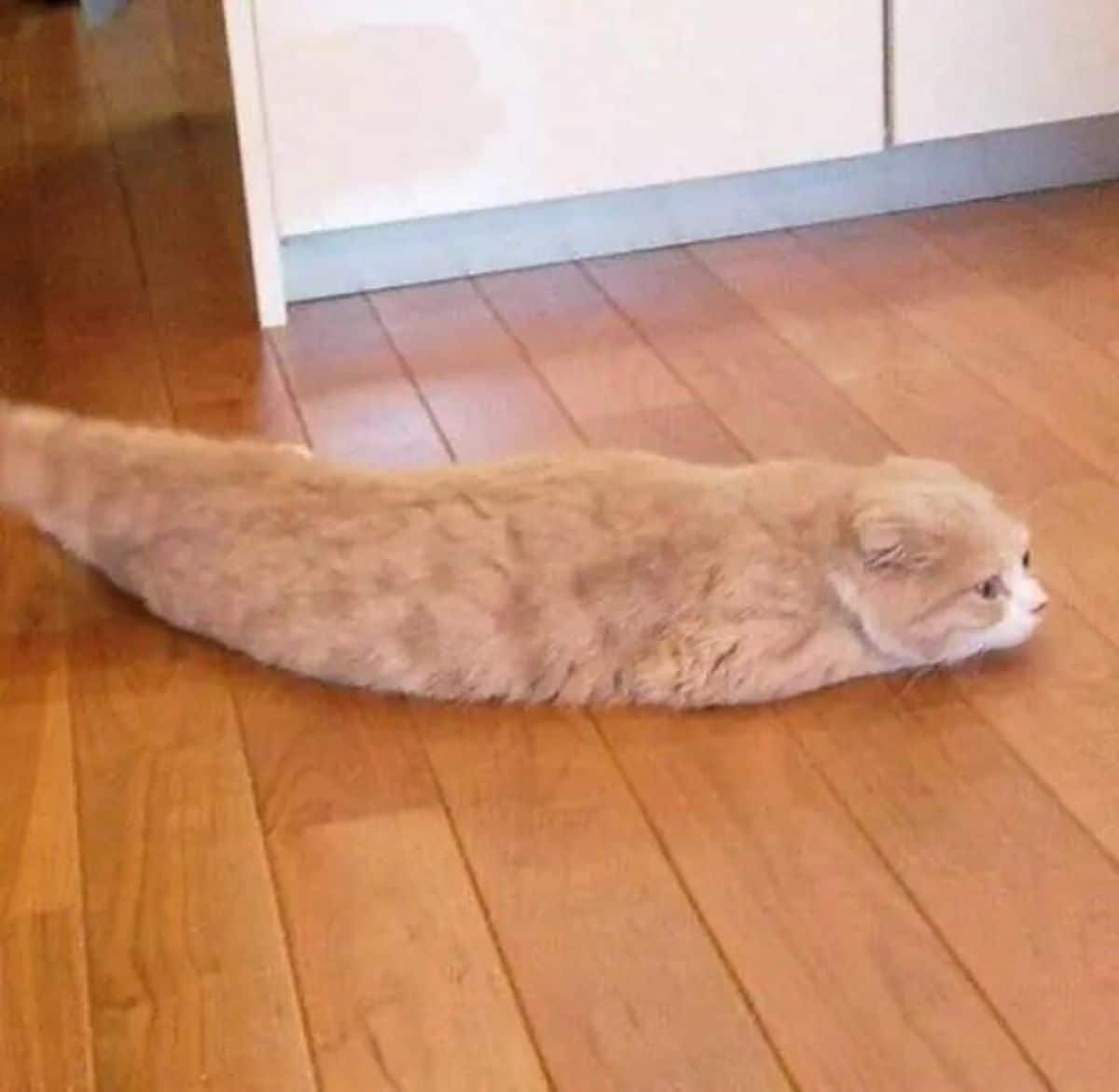 orange and white cat laying on the ground with no legs showing