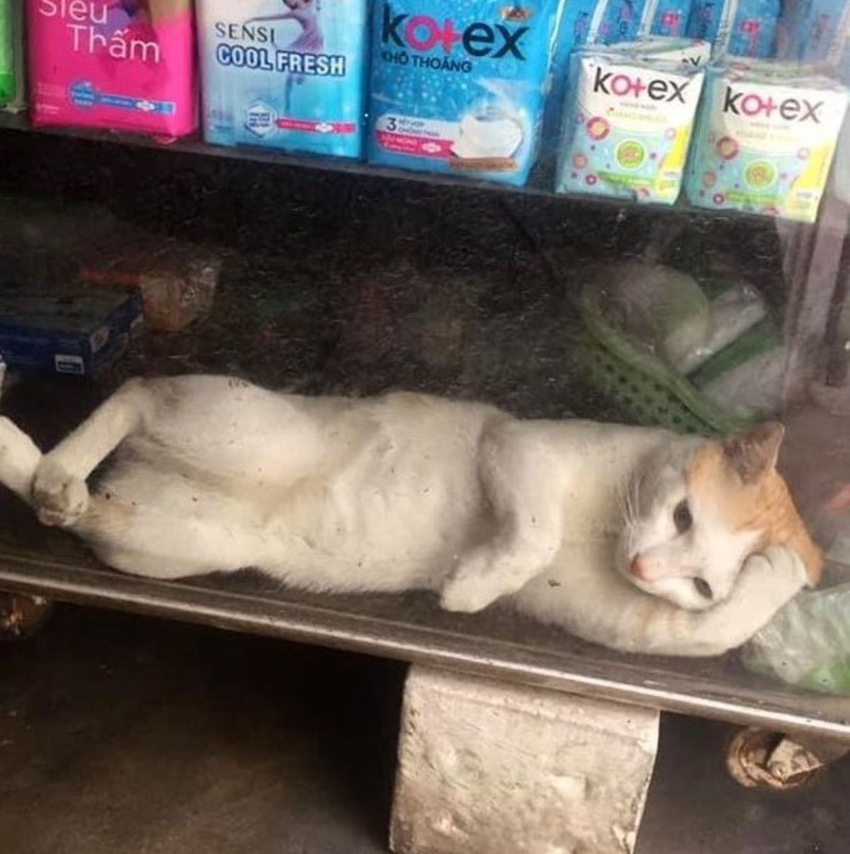 orange and white cat laying sideways on a shelf
