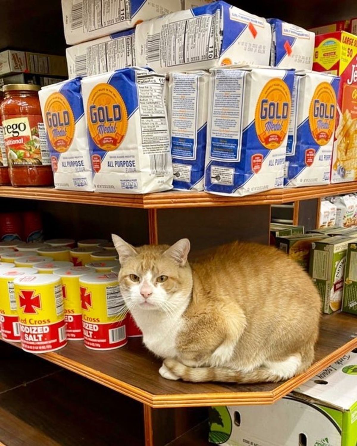 orange and white cat sitting in a shelf next to cans of salt