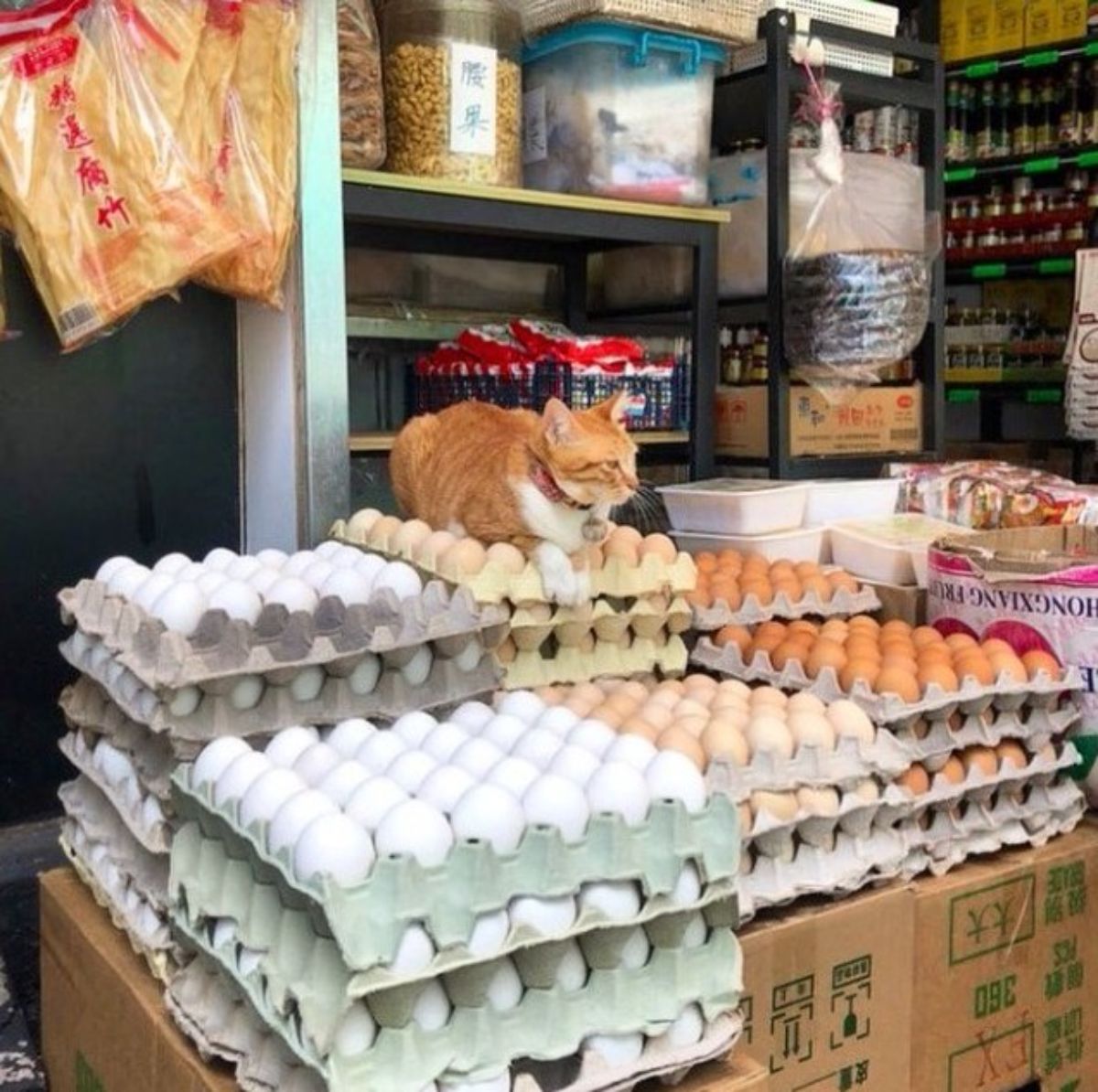 orange and white cat sitting on a pile of eggs