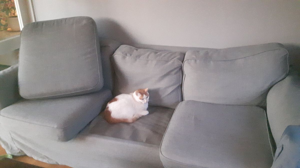 orange and white cat sitting on a spot on a grey sofa after throwing off the cushion