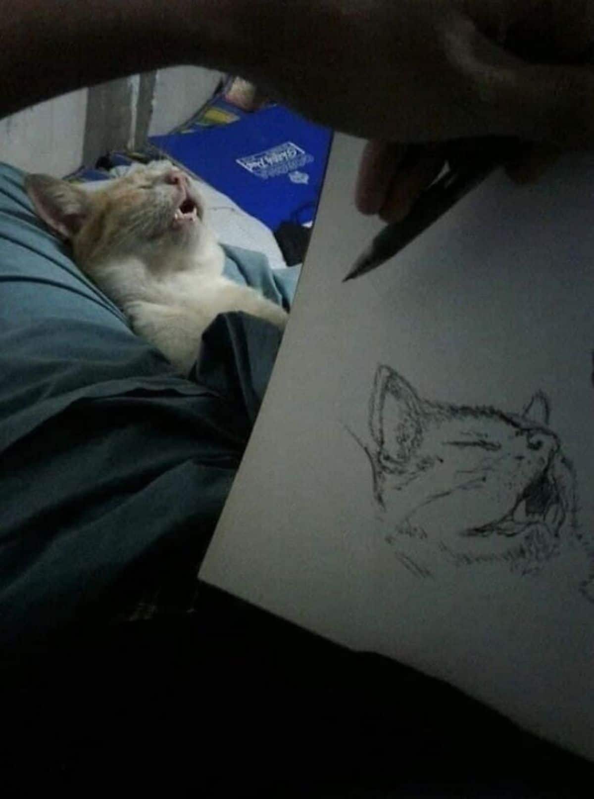 orange and white cat sleeping belly up on a bed with the mouth open and someone drawing the cat in this pose