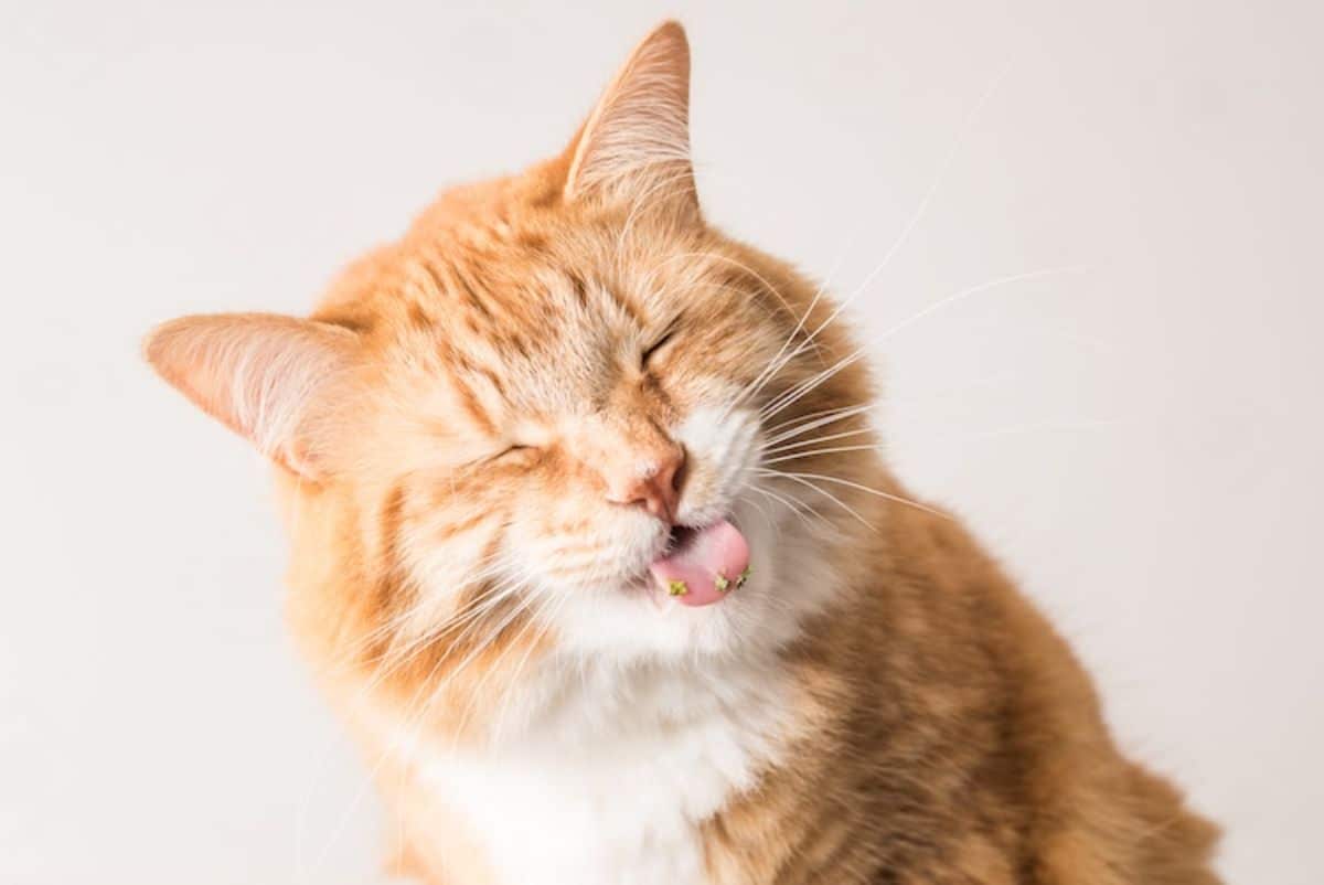 orange and white cat with catnip on its tongue