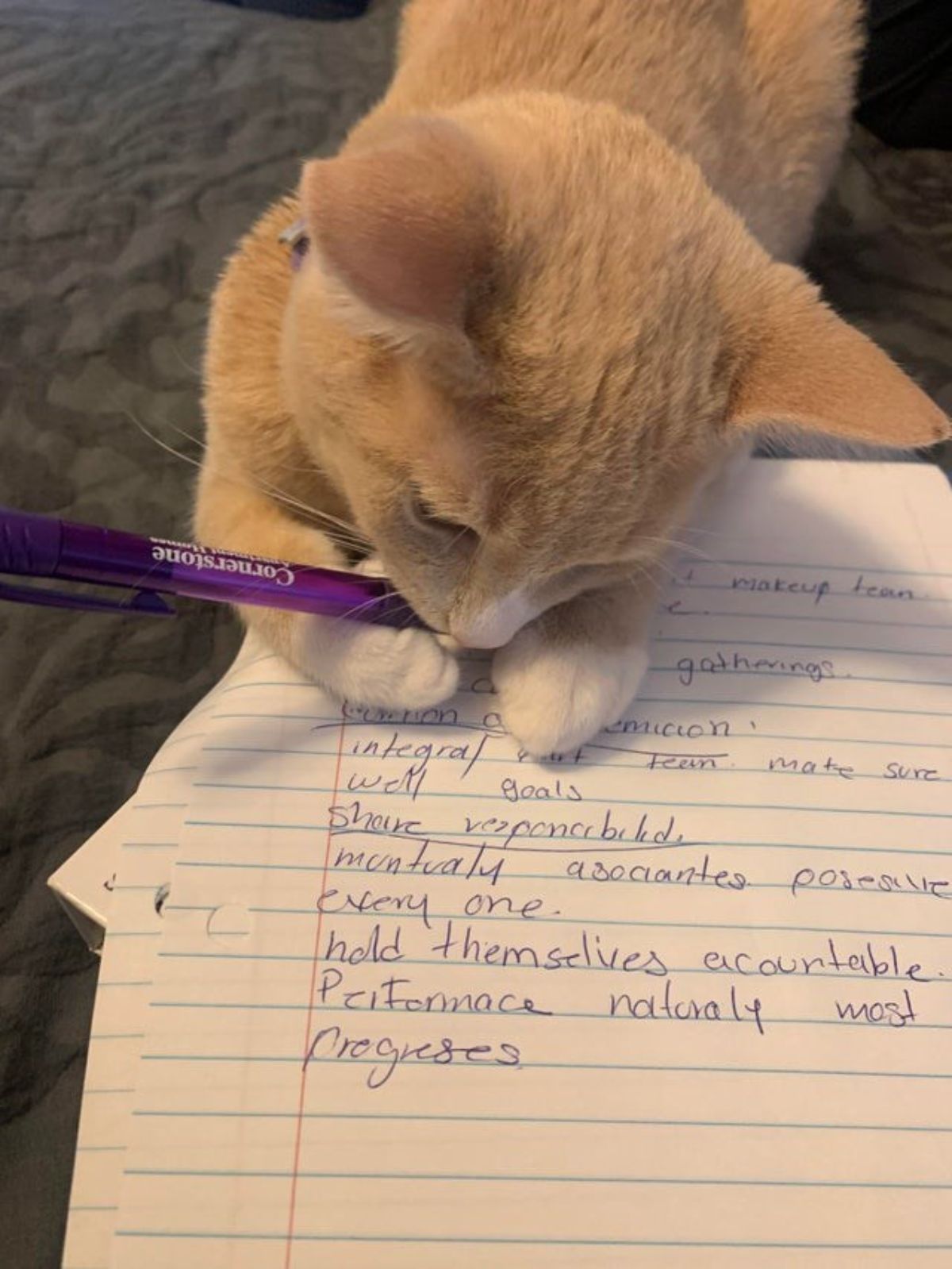 orange and white kitten holding a pen over a paper with text on it