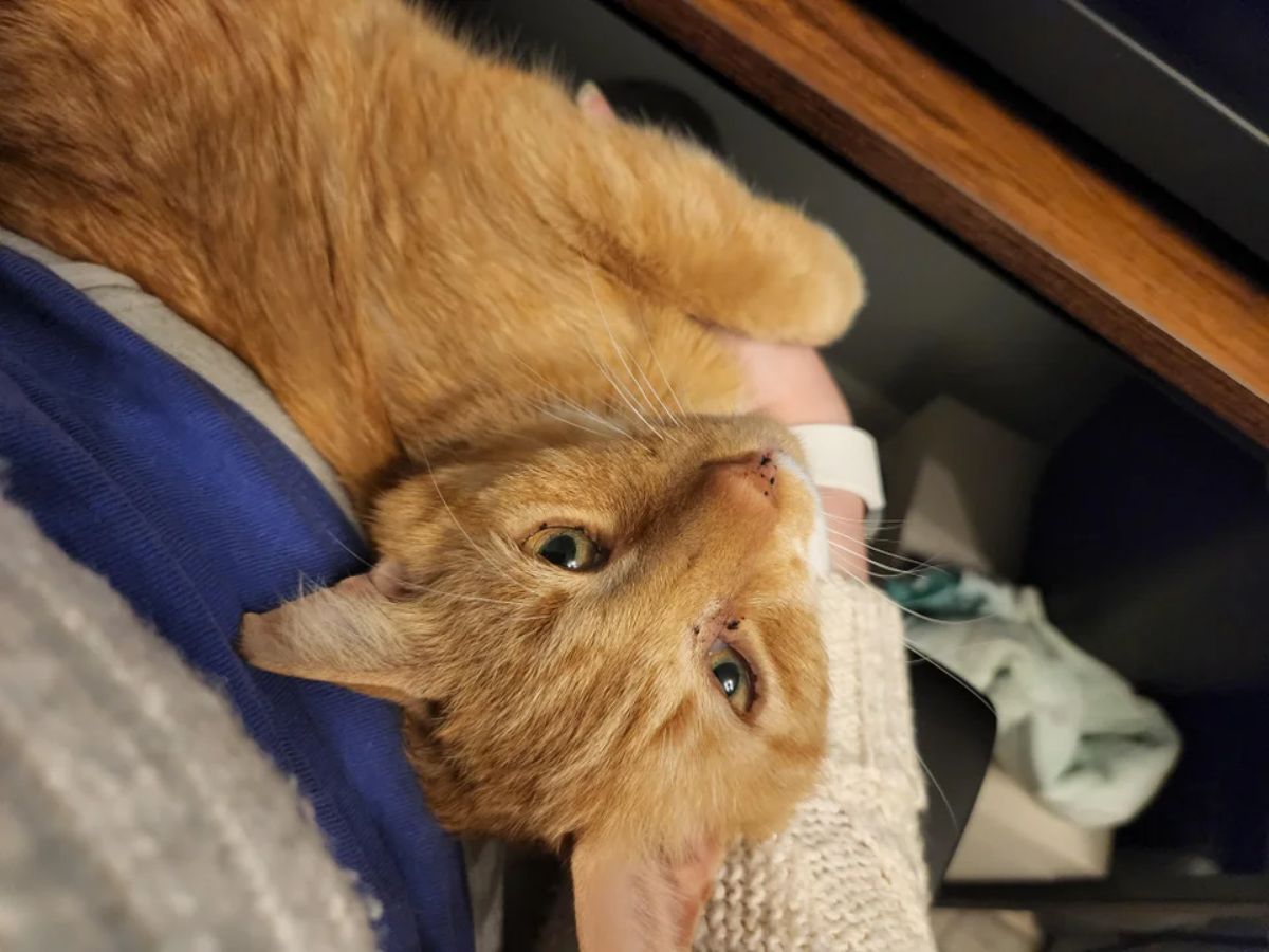 orange cat being held by someone and looking up at the person lovingly