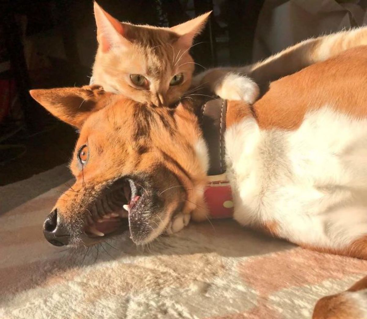 orange cat biting the throat of a brown and white dog that's screaming in pain