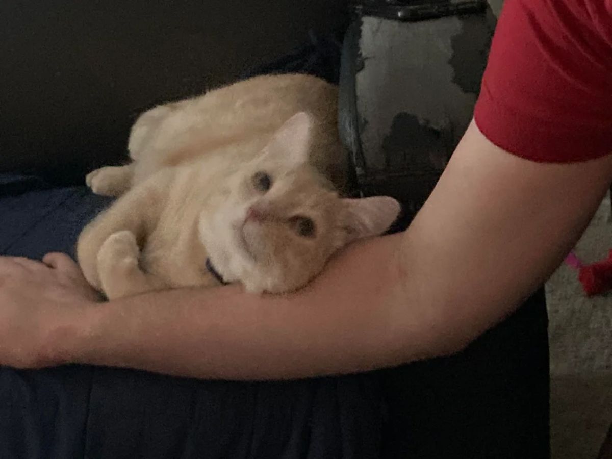 orange cat laying head on a man's arm and looking up at him lovingly