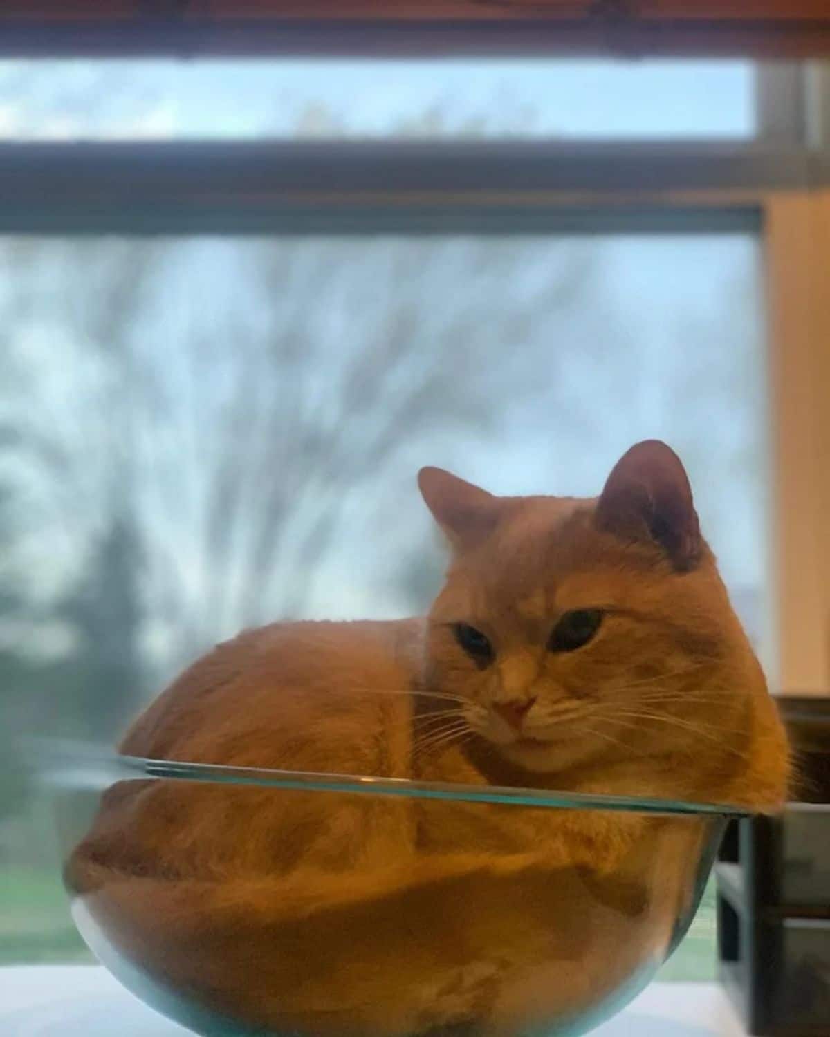 orange cat laying inside a glass bowl