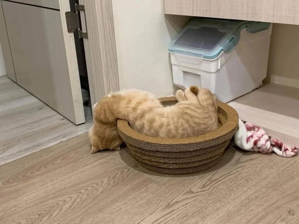 orange cat laying inside a wicker cat bed with the head placed on the floor over the edge