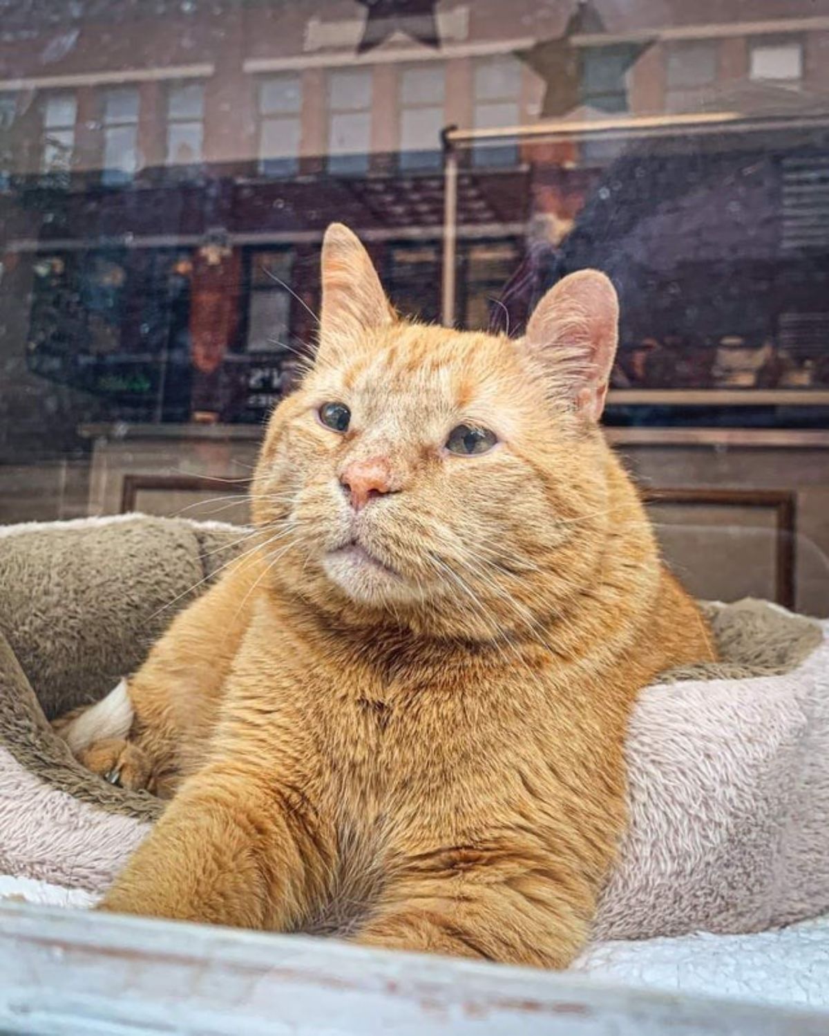 orange cat laying on a brown cat bed in an office