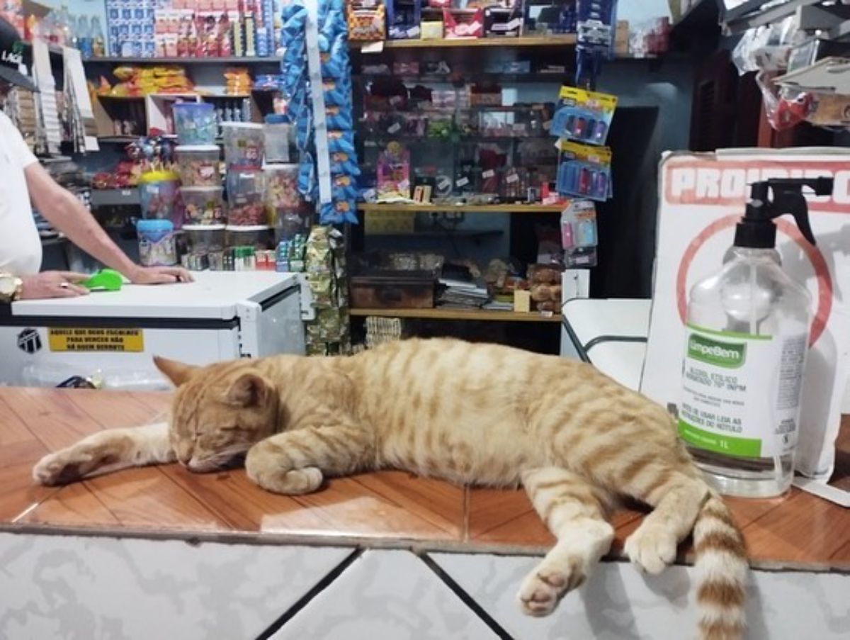 orange cat laying on a counter in a store