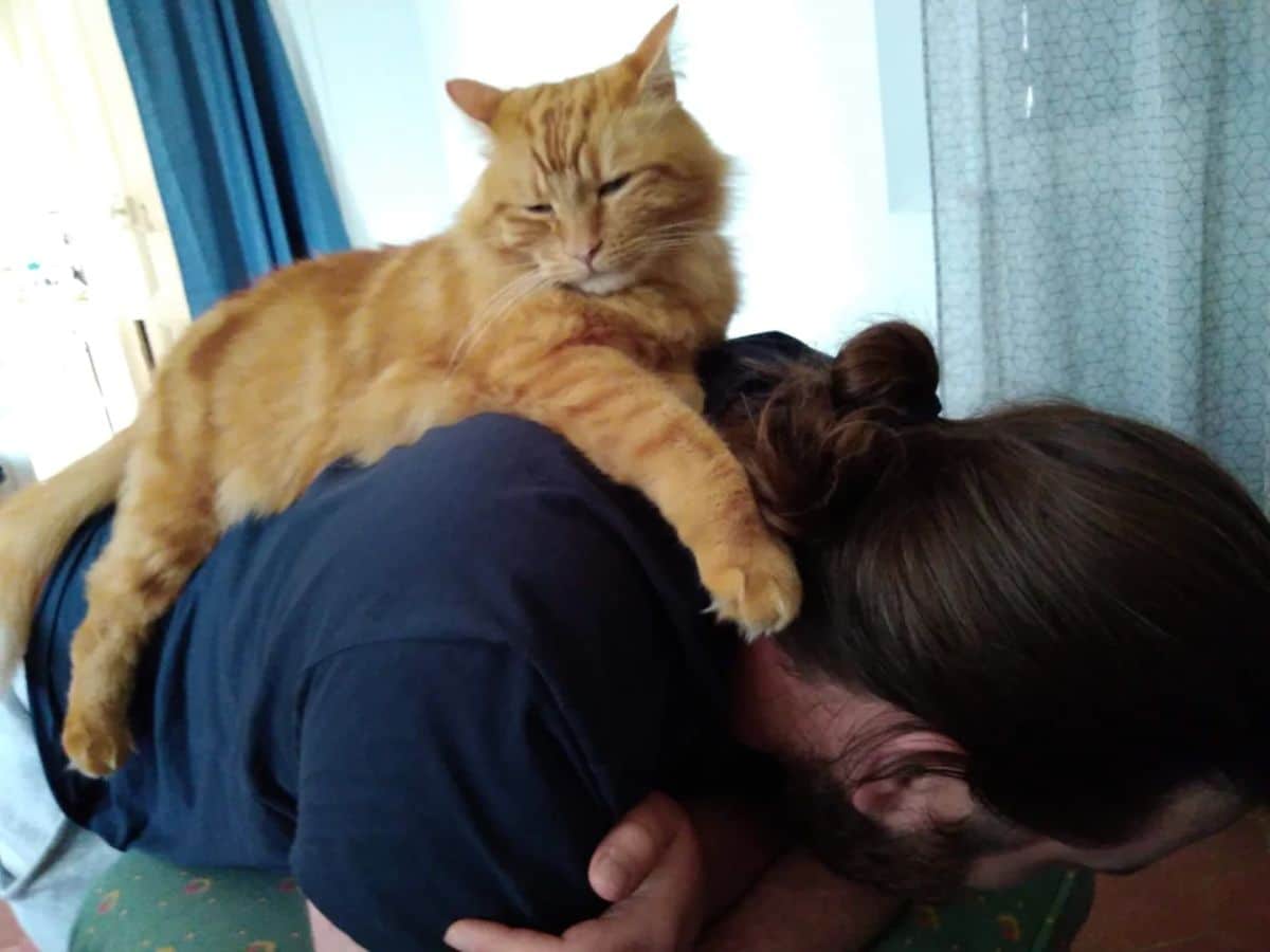 orange cat laying on a man's back
