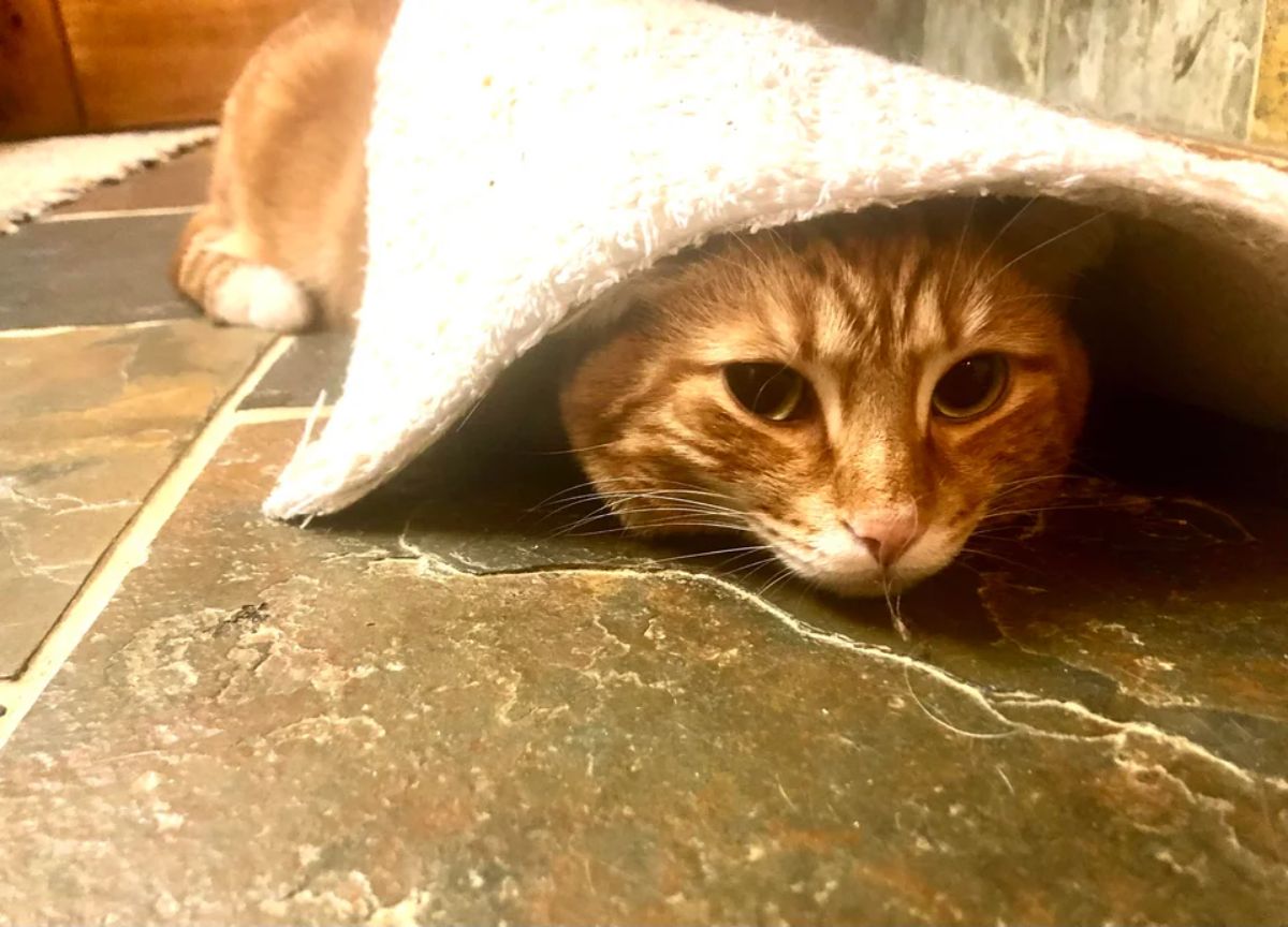 orange cat laying on the floor with a white carpet over the head with most of the cat showing