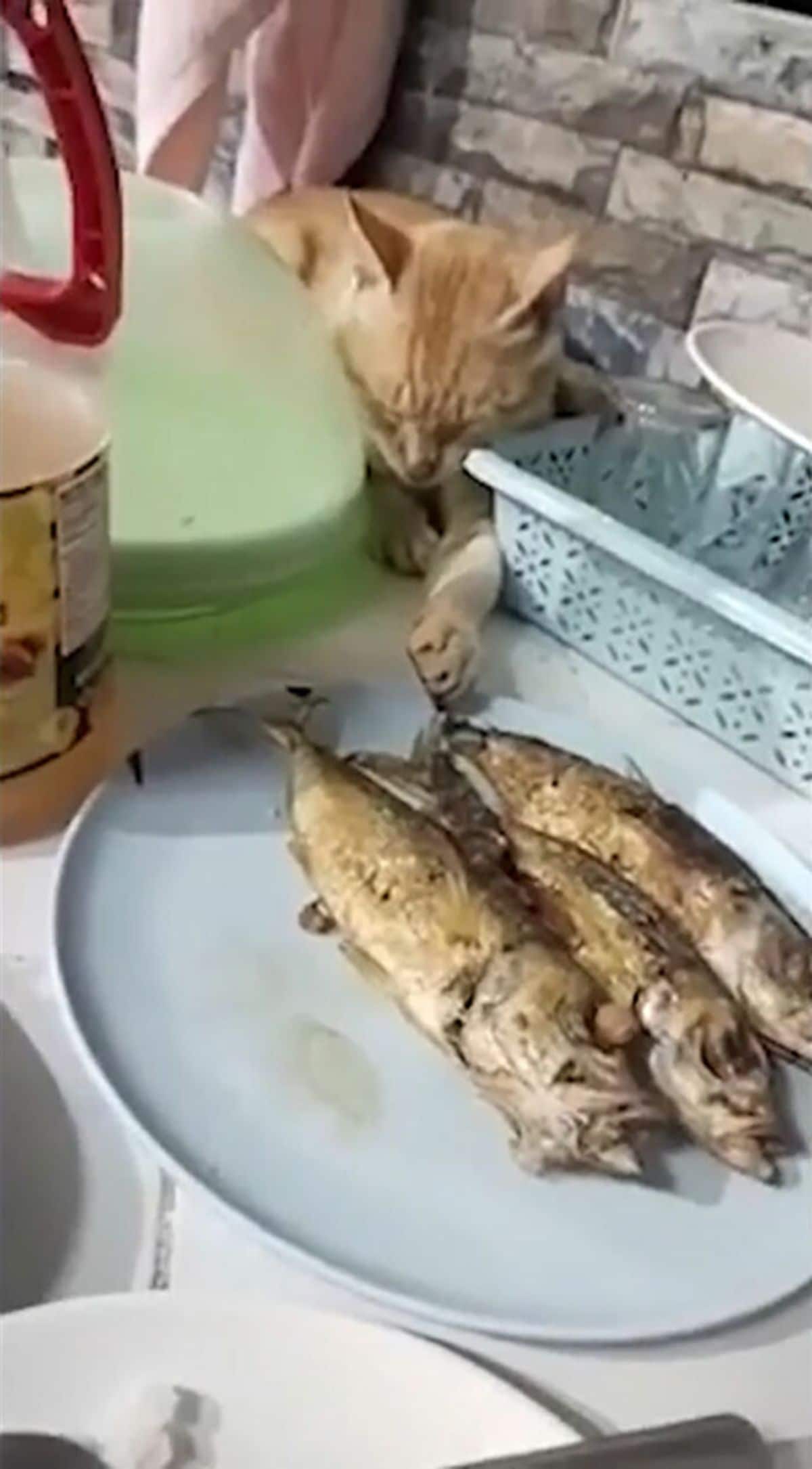 orange cat on a table trying to steal 2 fish on a blue plate