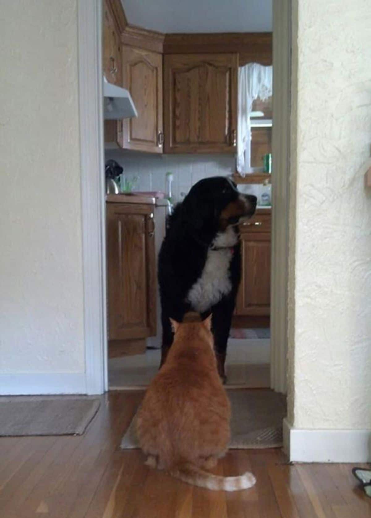orange cat sitting in front of a large black and white dog who is looking away