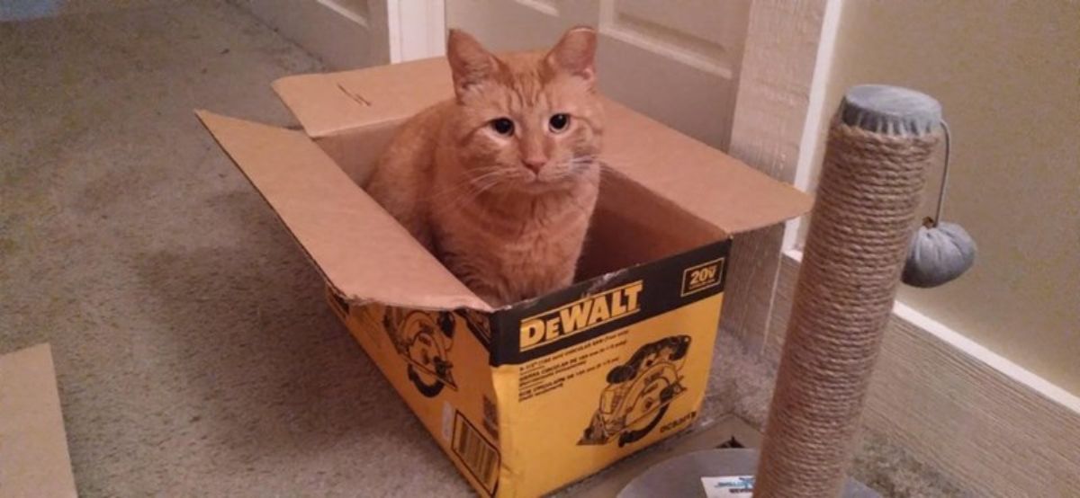 orange cat sitting inside an empty cardboard box for a saw