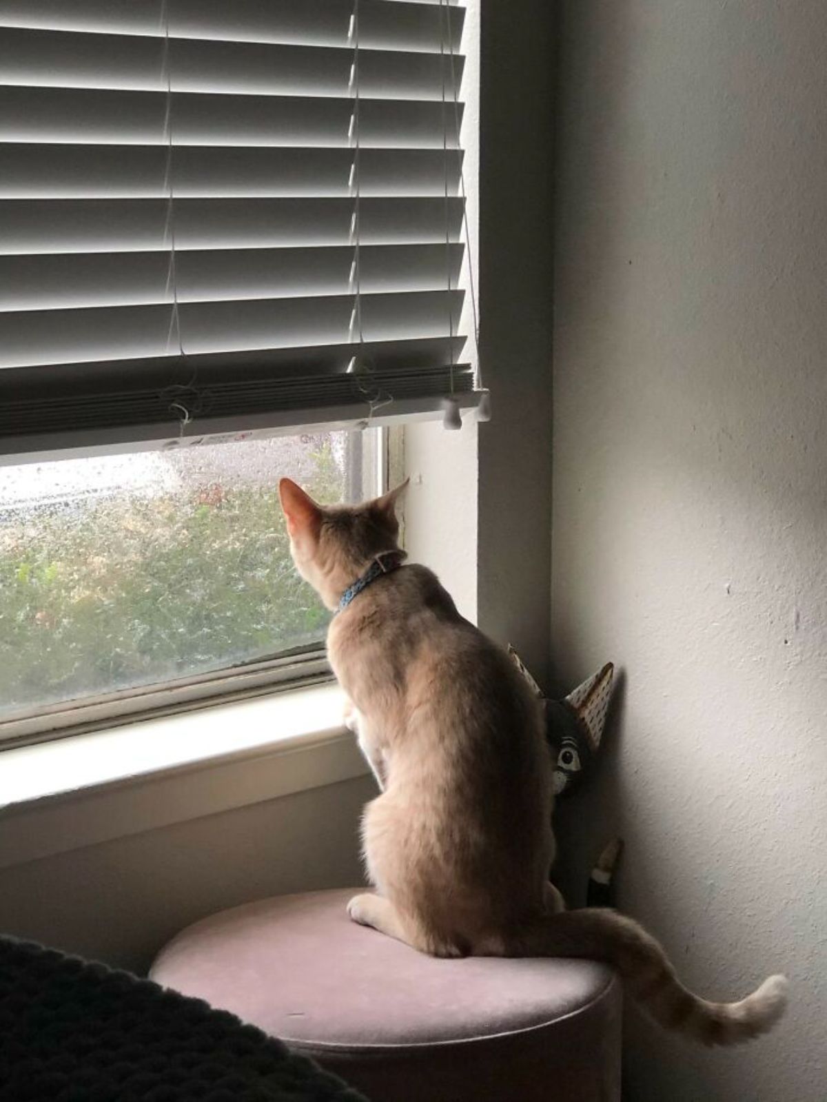 orange cat sitting on a brown ottoman and looking out of a window