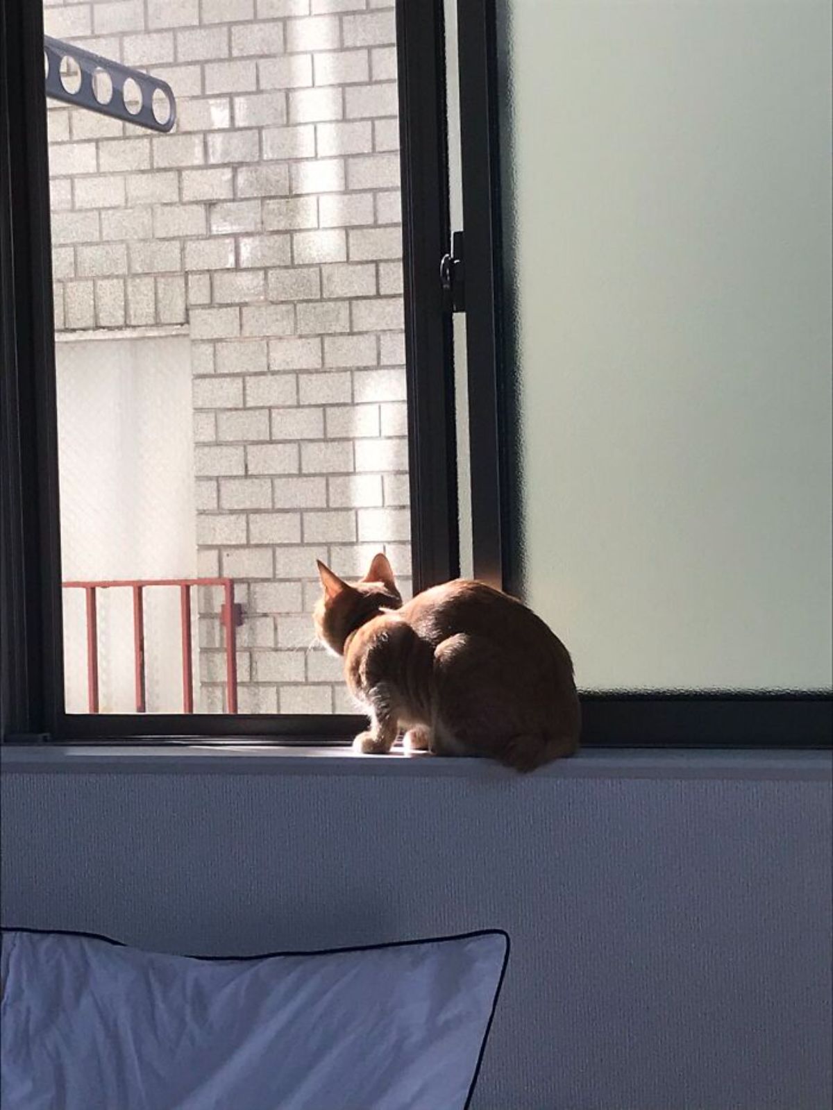 orange cat sitting on a window ledge and looking out of a window